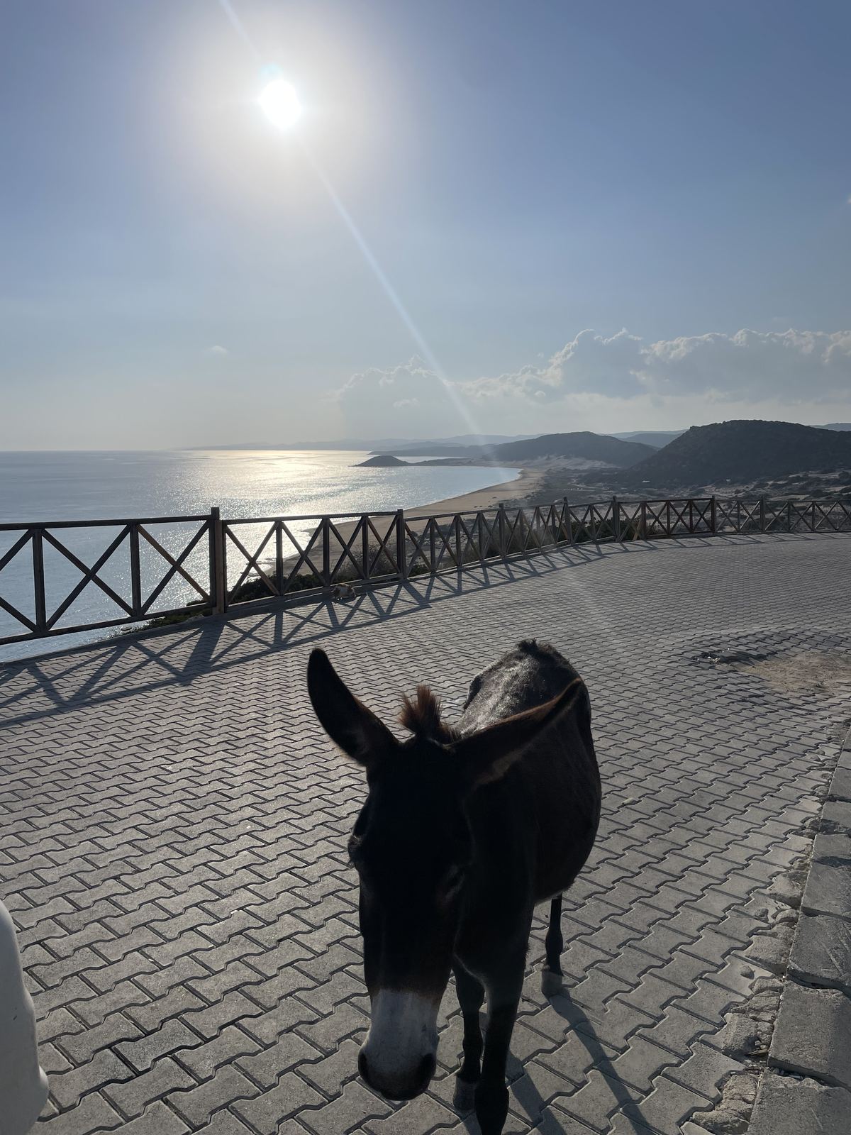 Wilder Esel mit Blick aufs Meer auf der Karpaz-Halbinsel
