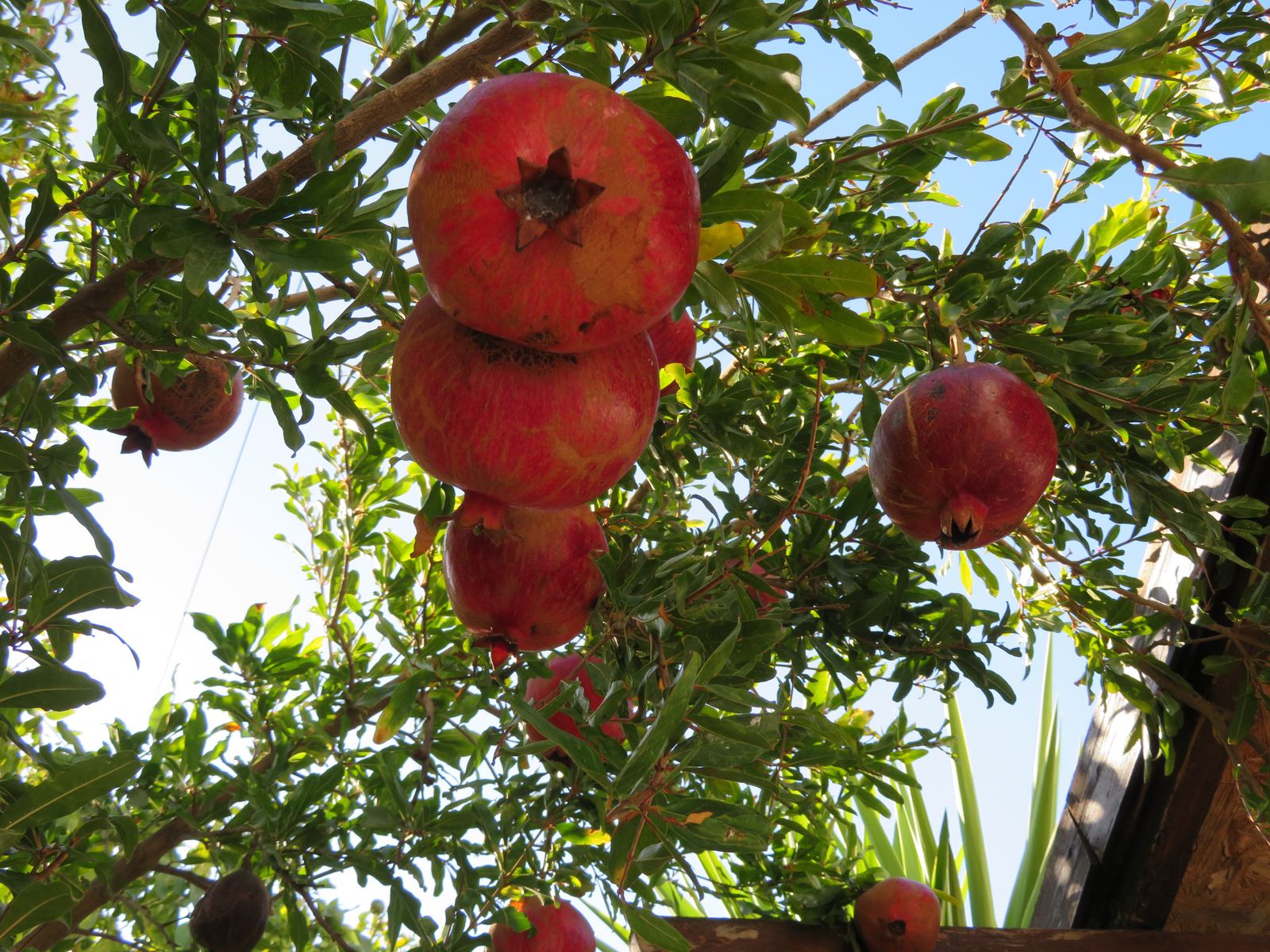 Granatäpfel am Baum