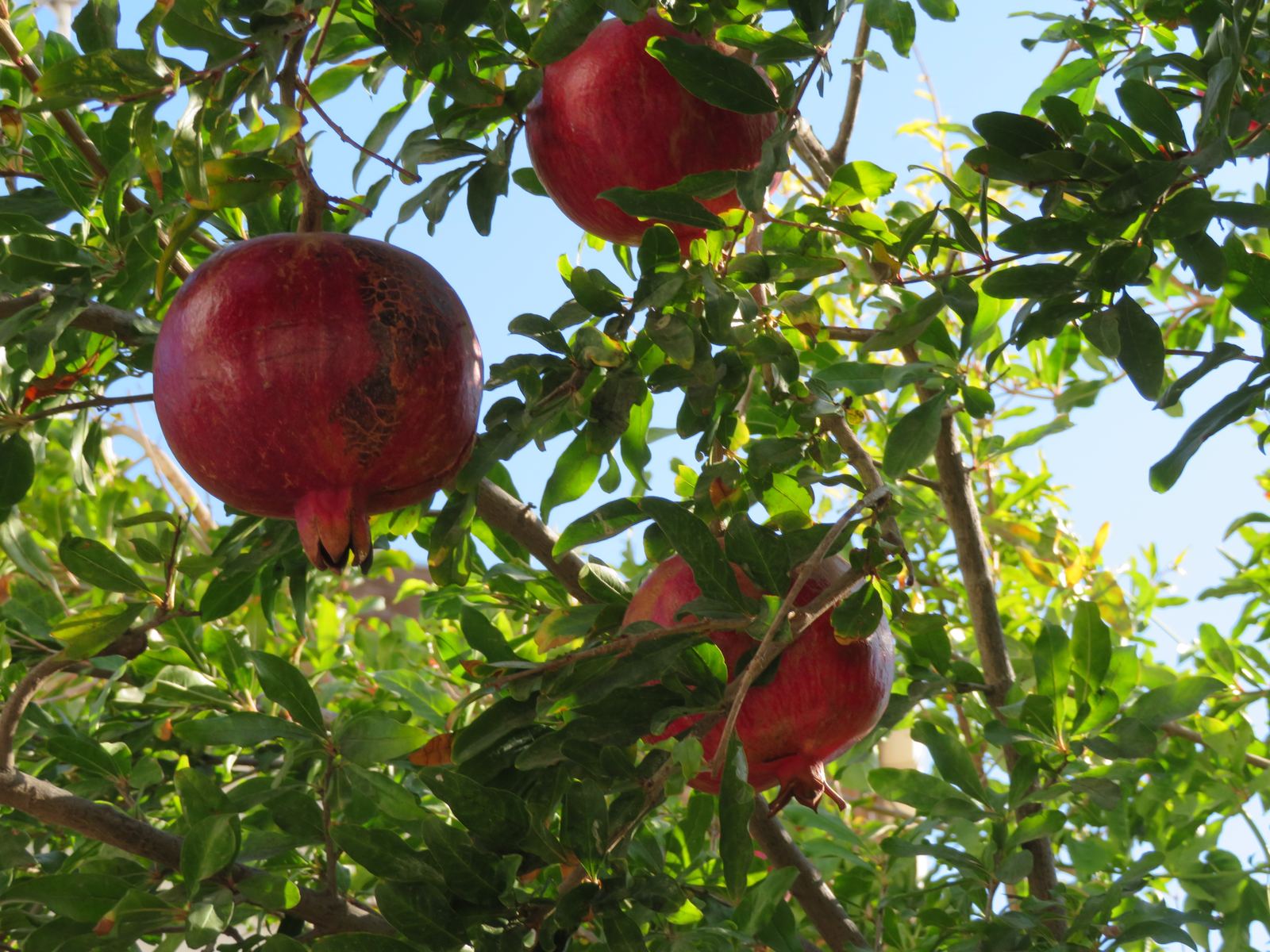 Reife Granatäpfel zwischen grünen Blättern
